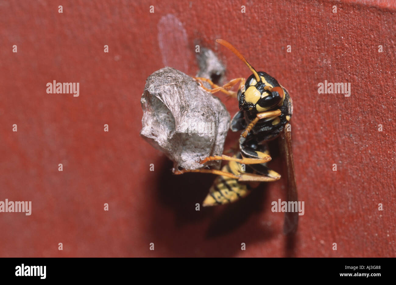 Paper wasp (Polistes gallicus) starting its nest Stock Photo