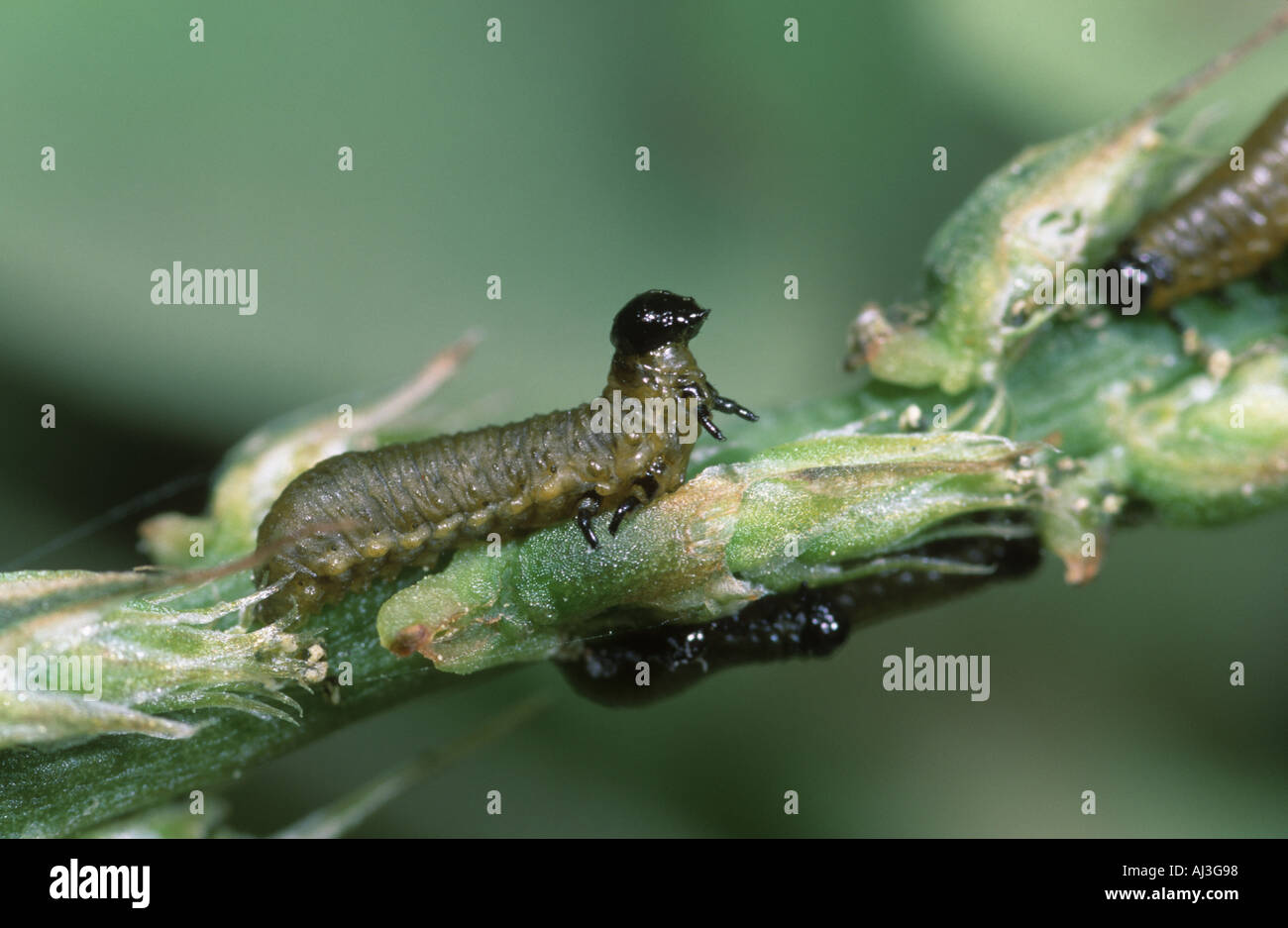 Sawfly larvae on a green stem Stock Photo