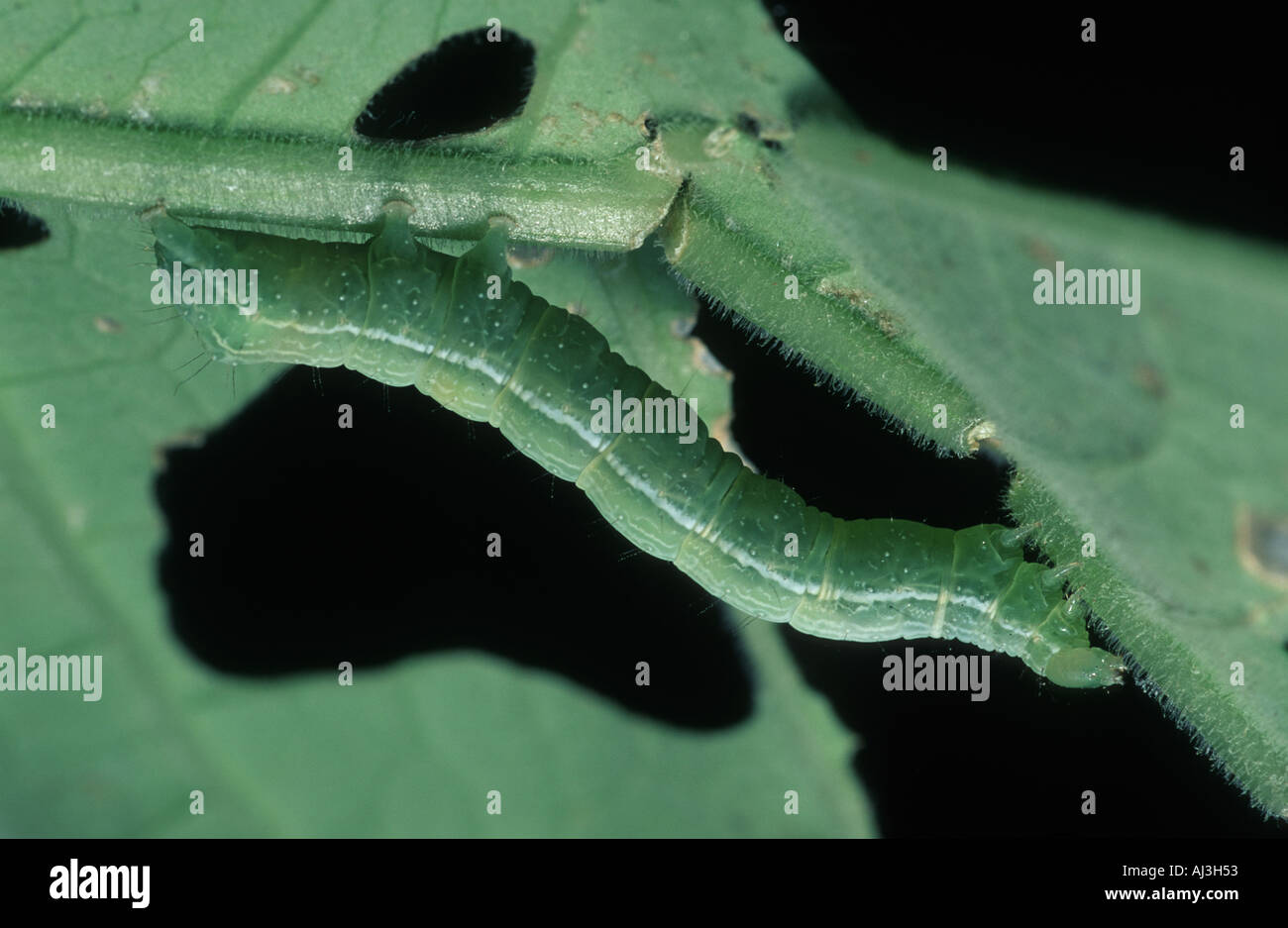 Green caterpillar of a Pieridae butterfly feeding on green leaves Stock Photo