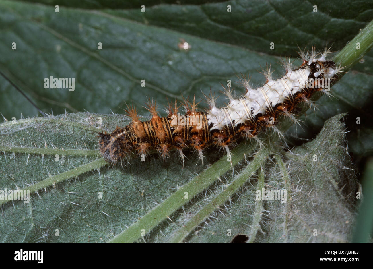Caterpillar of the Comma Butterfly (Polygonia c-album), Pyrenees, Spain Stock Photo