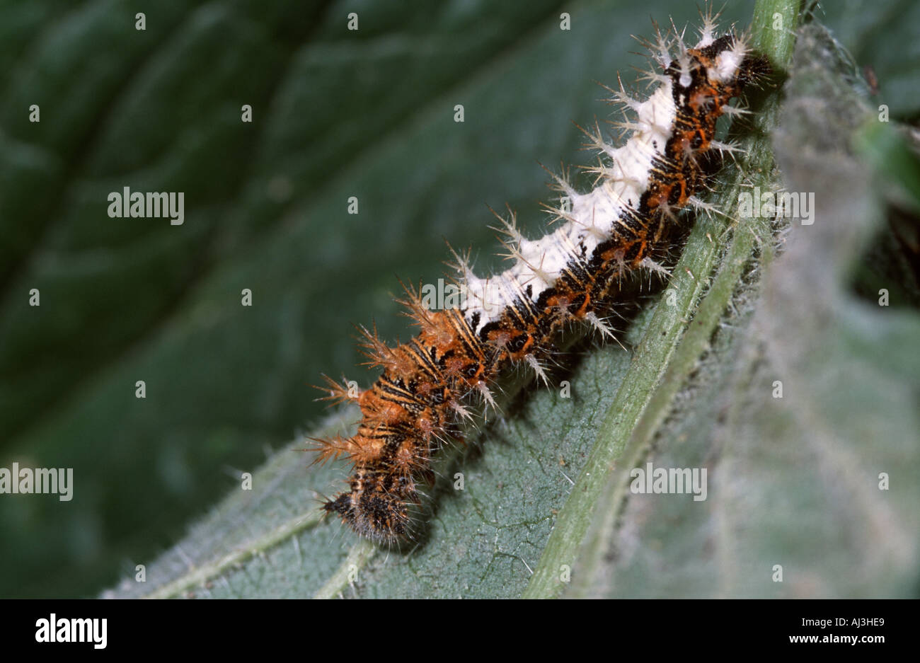 Caterpillar of the Comma Butterfly (Polygonia c-album), Pyrenees, Spain Stock Photo