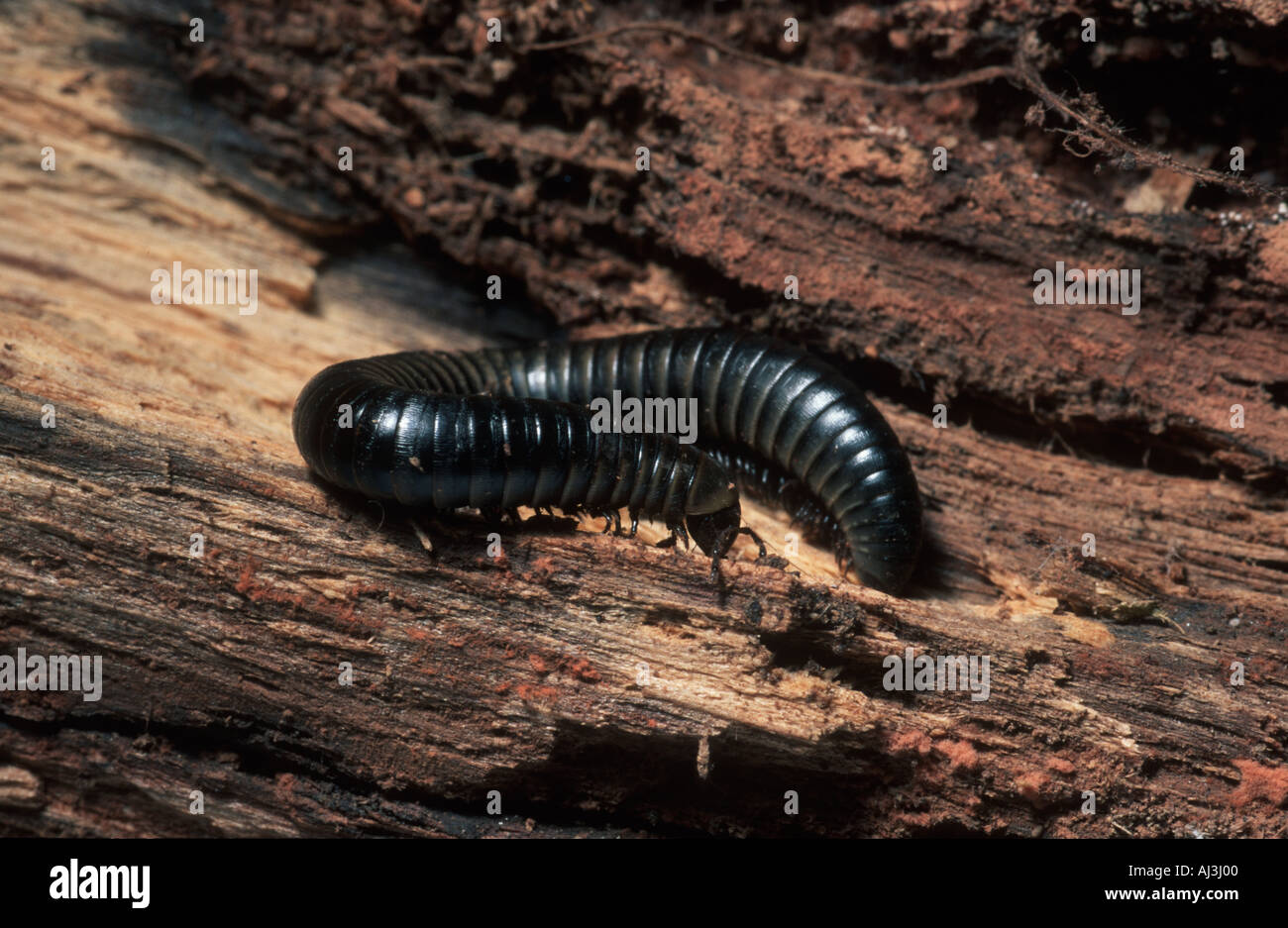 Millipede (Julus terrestris) on a piece of rotten wood Stock Photo - Alamy