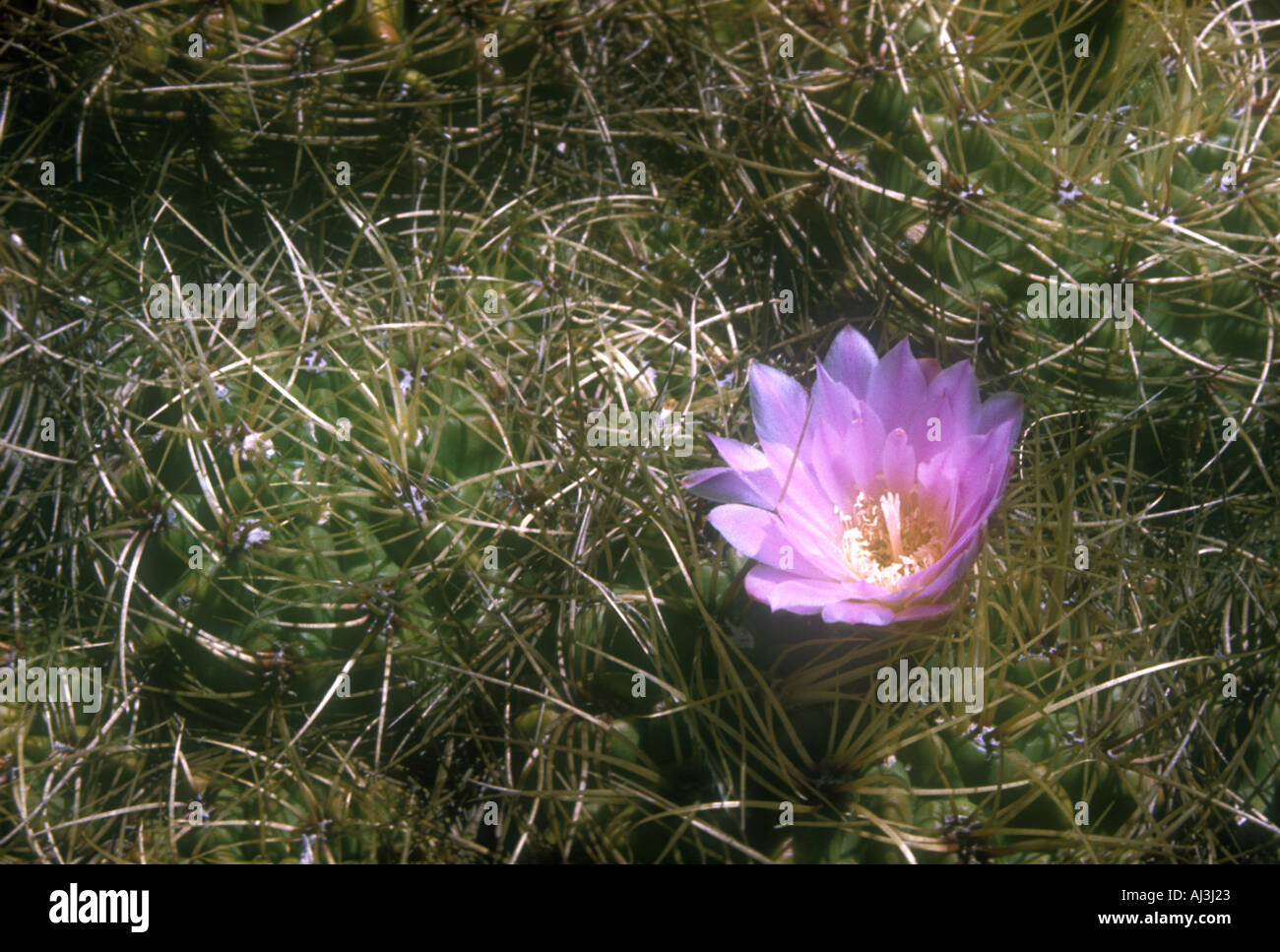 Flowered Gymnocalycium monvillei cacti at central Argentina mountains Stock Photo