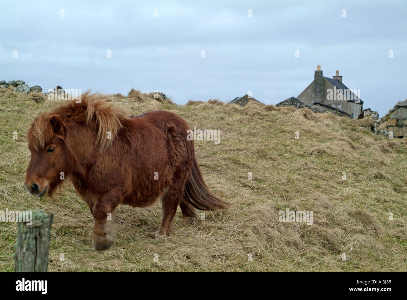 Shetland Pony, on the remote island of Fetlar ,Shetland Isles, Scotland Stock Photo