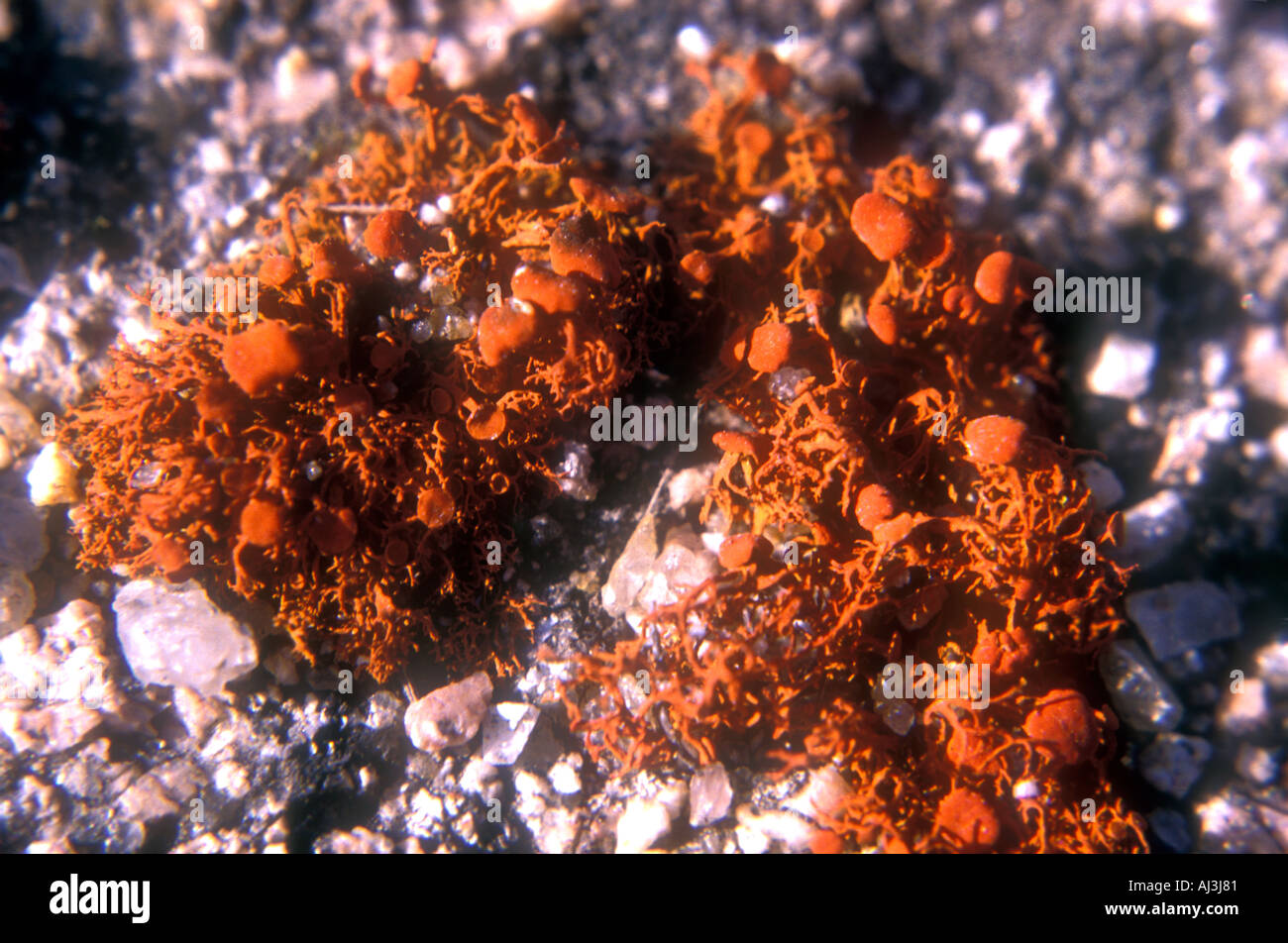 Usnea lichen on a stone at central Argentina mountains Stock Photo