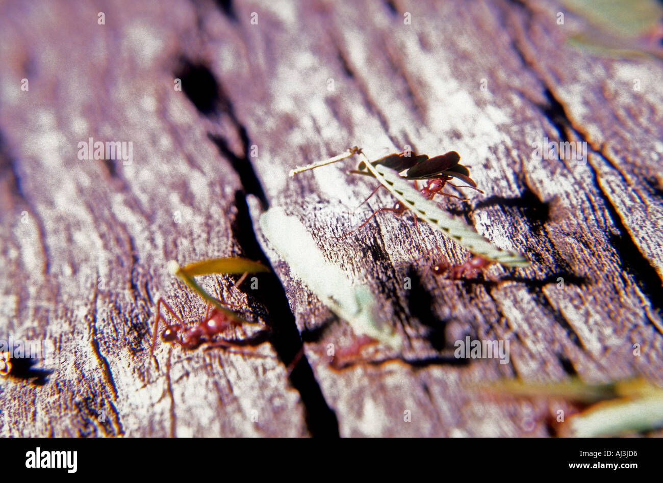 Acromyrmex Ants carrying creosote leaves along a timber in central Argentina Stock Photo