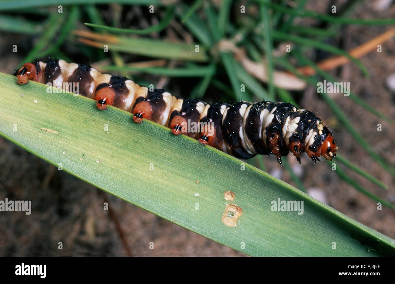 Caterpillar of Brithys crinii (Brithys pancratii) feeding on leaf of the Sea Daffodil Pancratium maritimum Stock Photo
