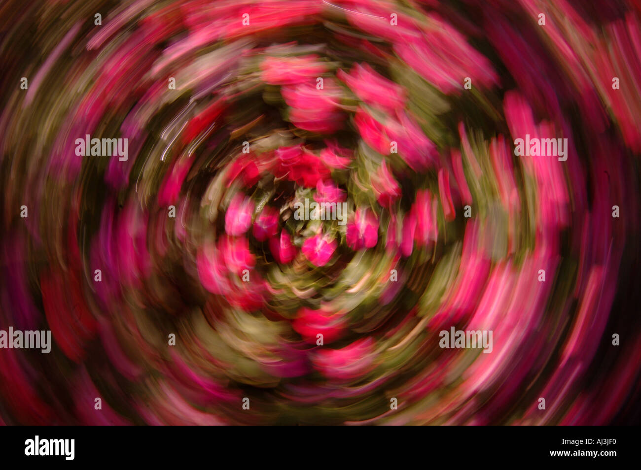 Pink Flowers Spinning Circle Stock Photo Alamy