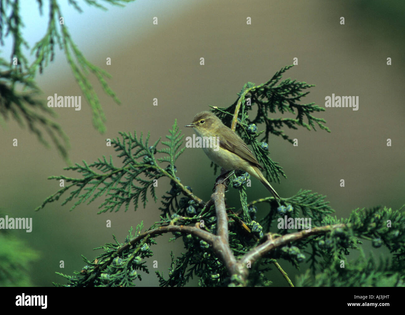 Chiff Chaff (Phylloscopus collybita) Stock Photo