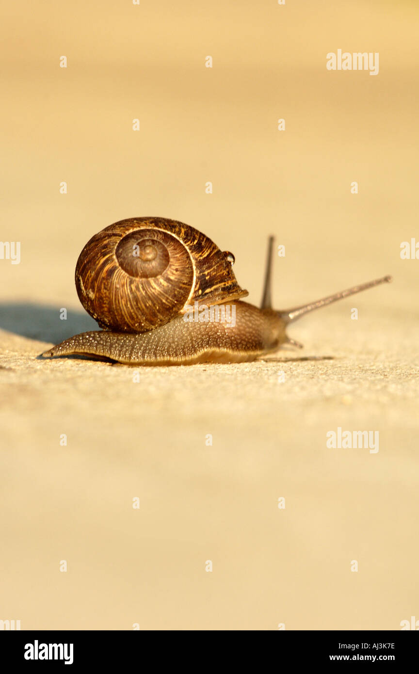Snail s Pace Stock Photo