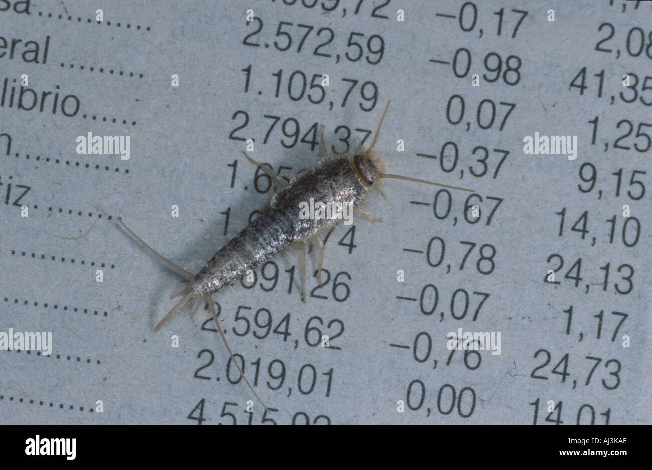 Lepisma saccharina primitive insect on newspaper Stock Photo