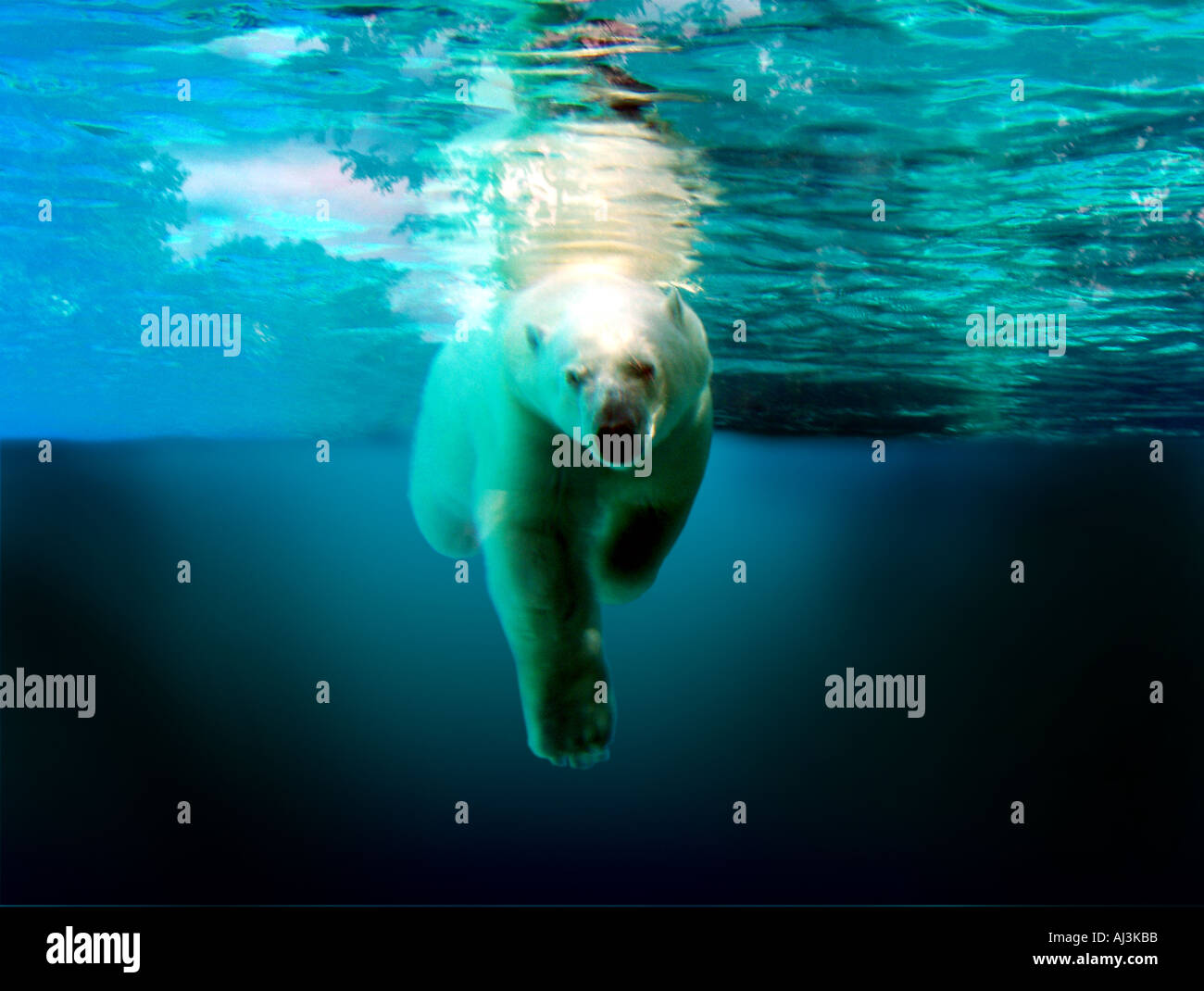 South pole polar bear hi-res stock photography and images - Alamy
