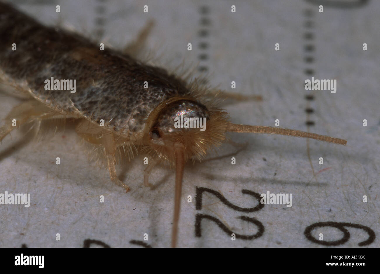 Lepisma saccharina primitive insect on newspaper portrait Stock Photo