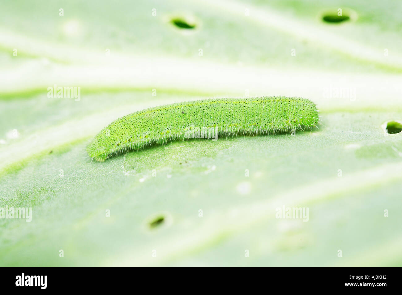 Common Cabbage Moth Caterpillar Macro Stock Photo Alamy