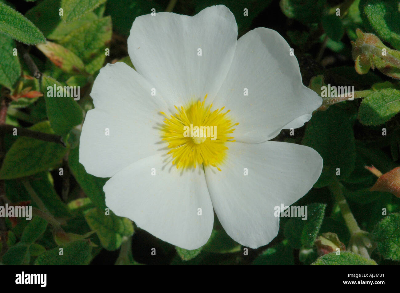White rockrose cistus salvifolius hires stock photography and images