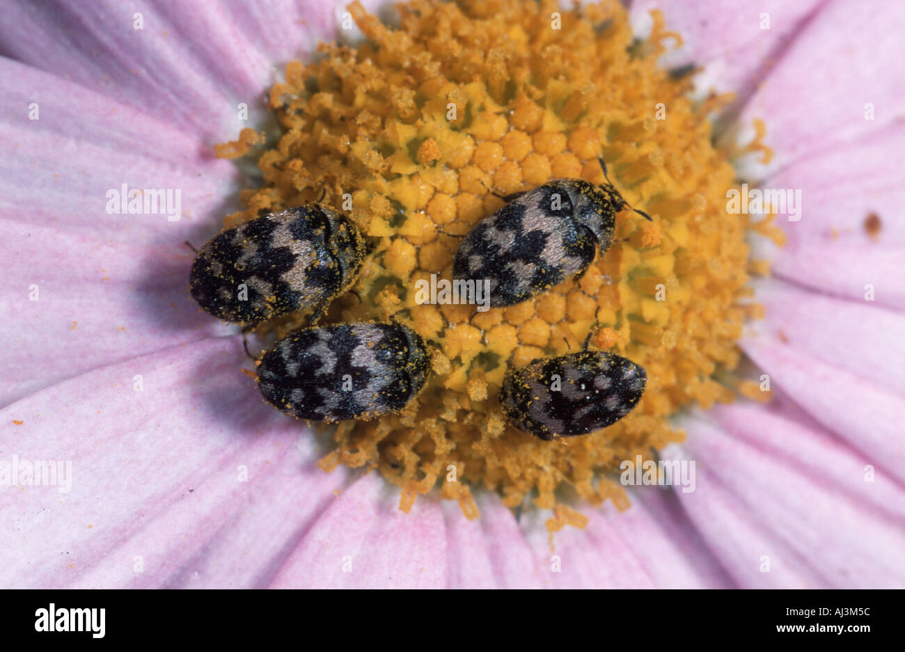 Anthrenus verbasci feeding on flower nectar Stock Photo
