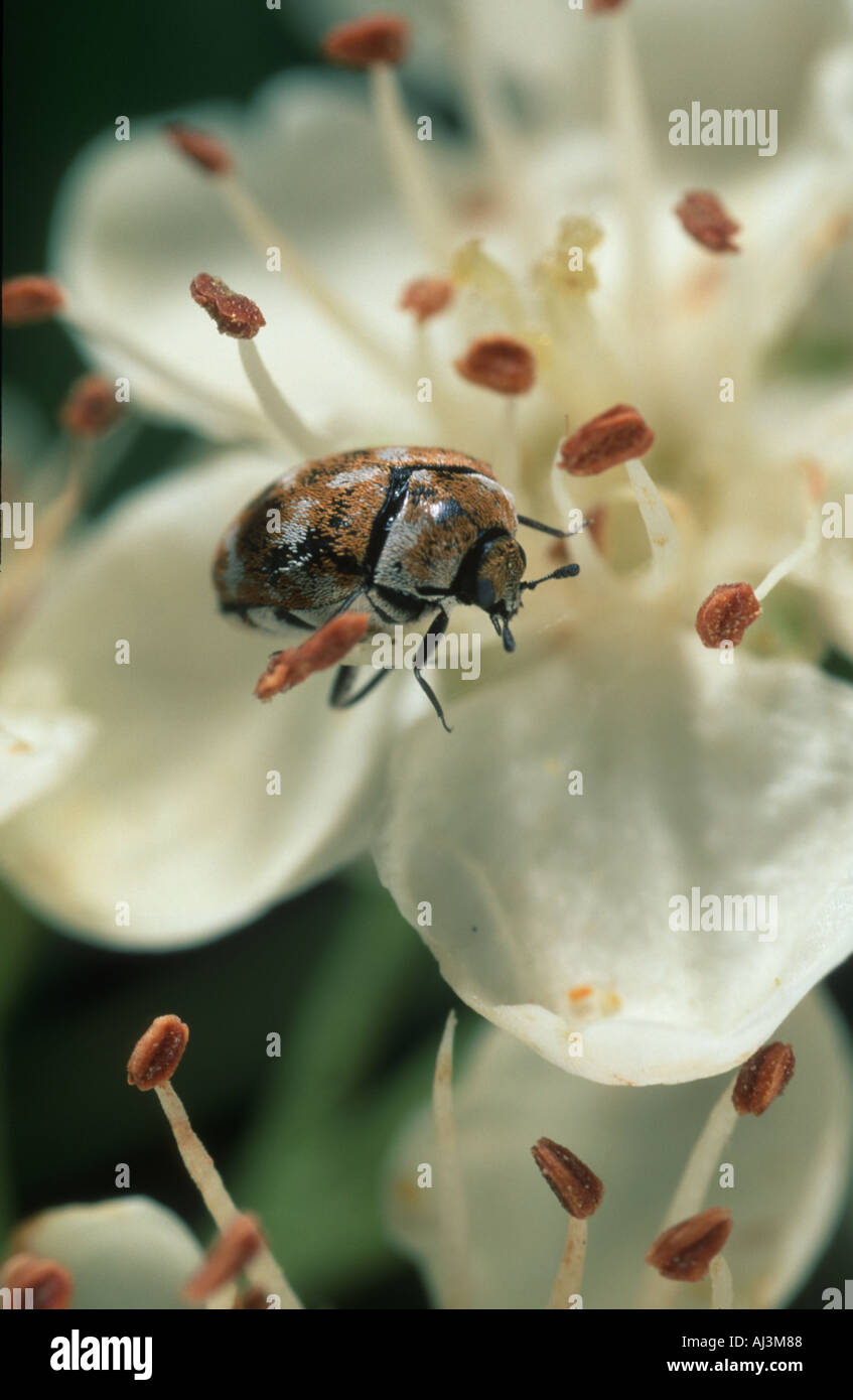Anthrenus verbasci (Coleoptera; Dermestidae) feeding on garden flower Stock Photo