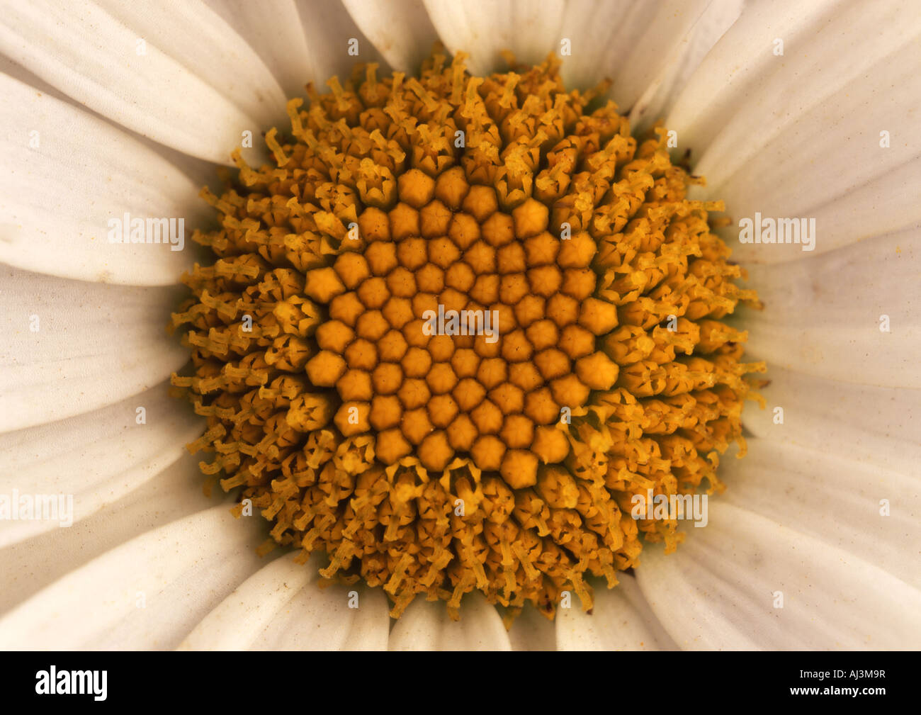 Oxeye Daisy (Leucanthemum vulgare) (Medium Format) Stock Photo