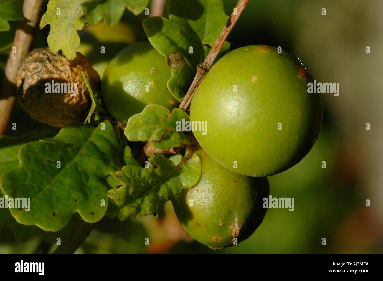 Oak Apple Stock Photo