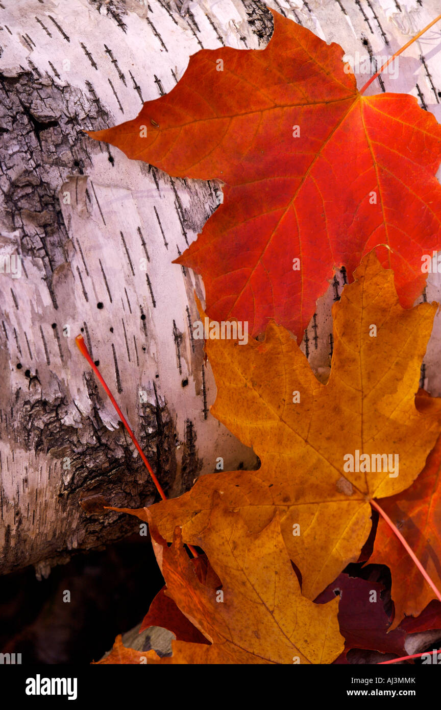 Maple leaves in autumn in forest, close up Stock Photo