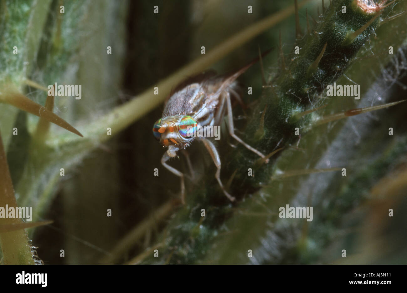 Strange fly hi-res stock photography and images - Alamy