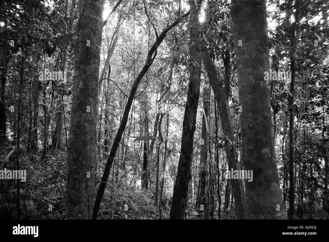 Daintree National Park, Queensland, Australia Stock Photo Alamy
