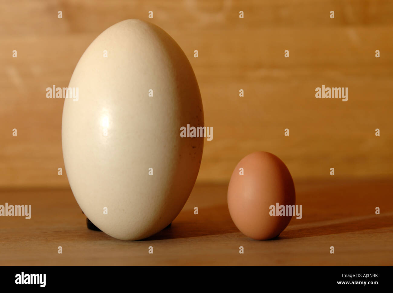A Rhea Ostrich egg (left) is shown next to a large hens egg for scale. The rhea's egg make a tasty alternative to chicken eggs. Stock Photo