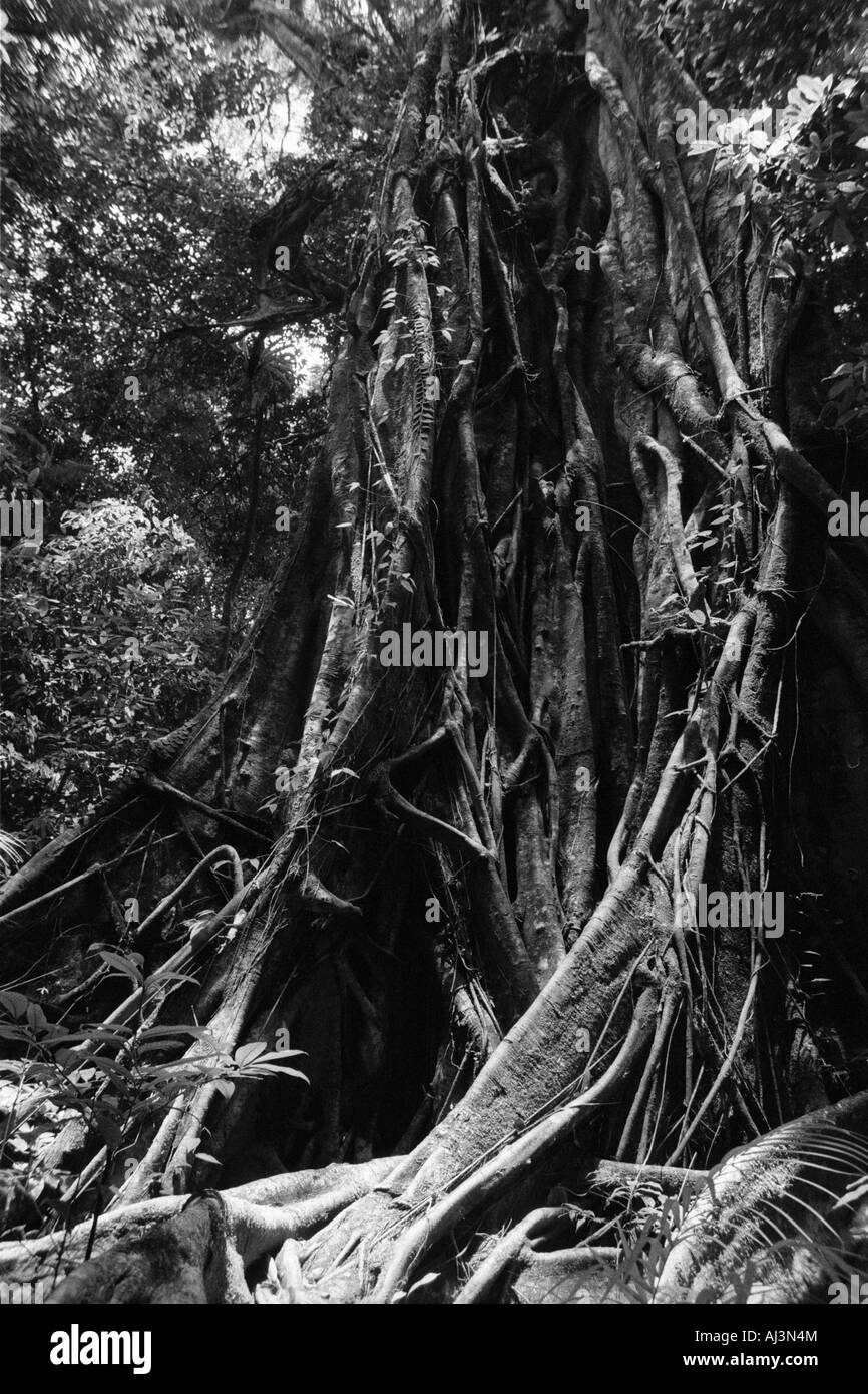 Daintree National Park, Queensland, Australia Stock Photo Alamy