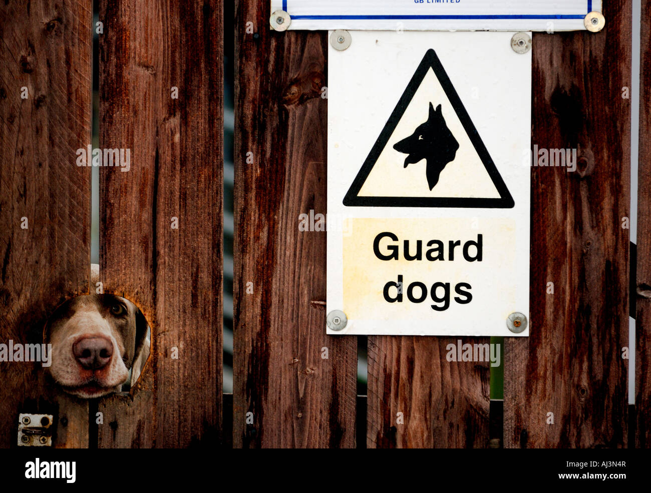 A Weimaraner guard dog keeps a beady eye on passers by through a hole in a locked gate. Stock Photo