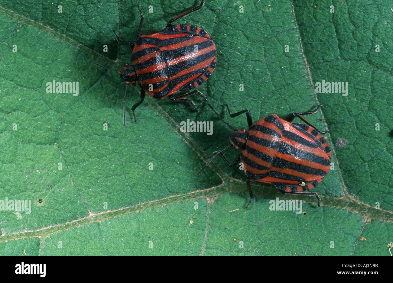 Graphosoma lineatum Mediterranean stink bug Heteroptera pentatomidae Stock Photo