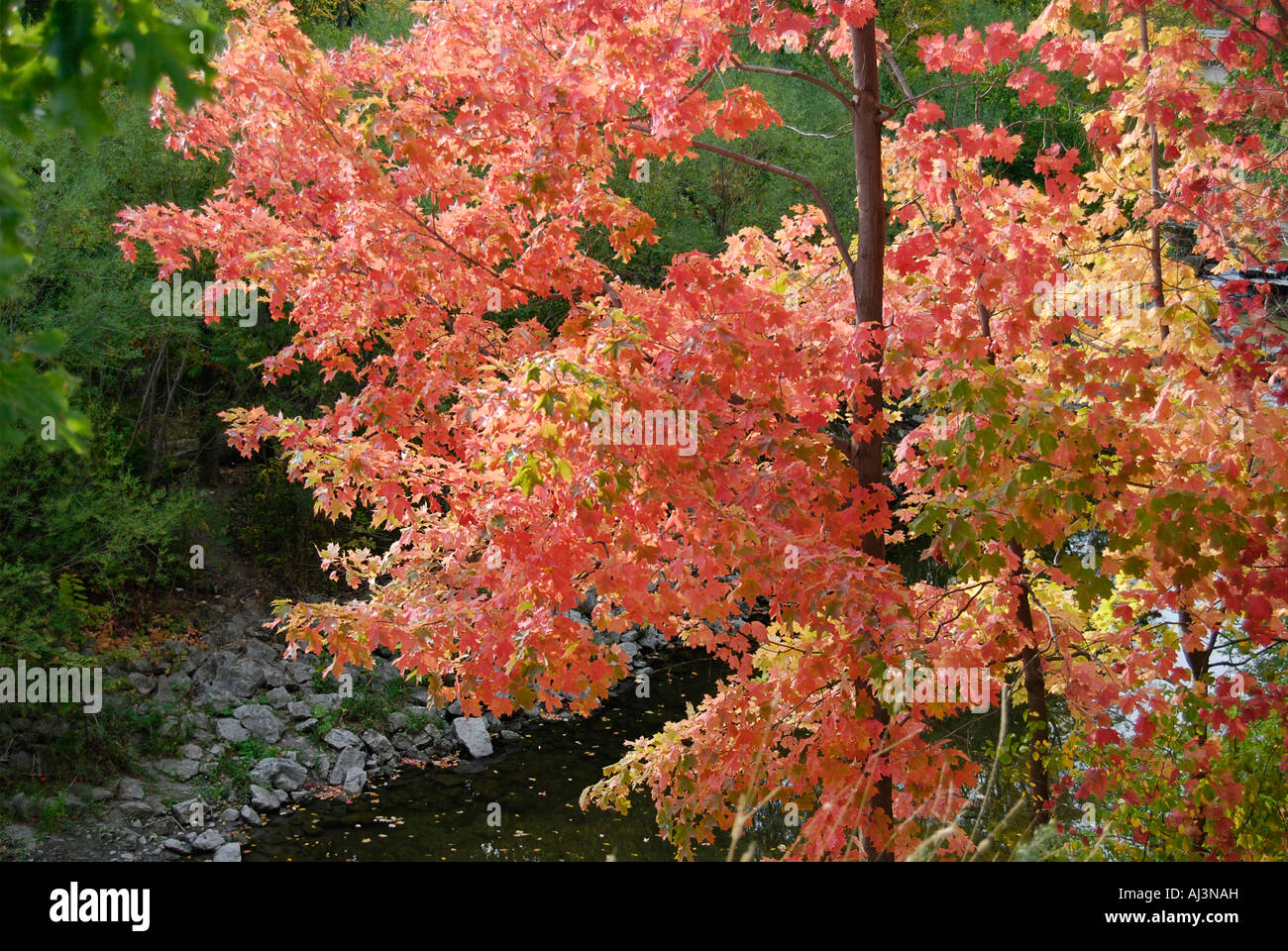 Autumn Colours, Trees Stock Photo