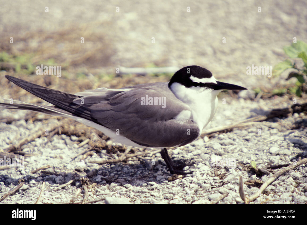 Spectacled Tern Sterna lunata Midway Atoll Stock Photo