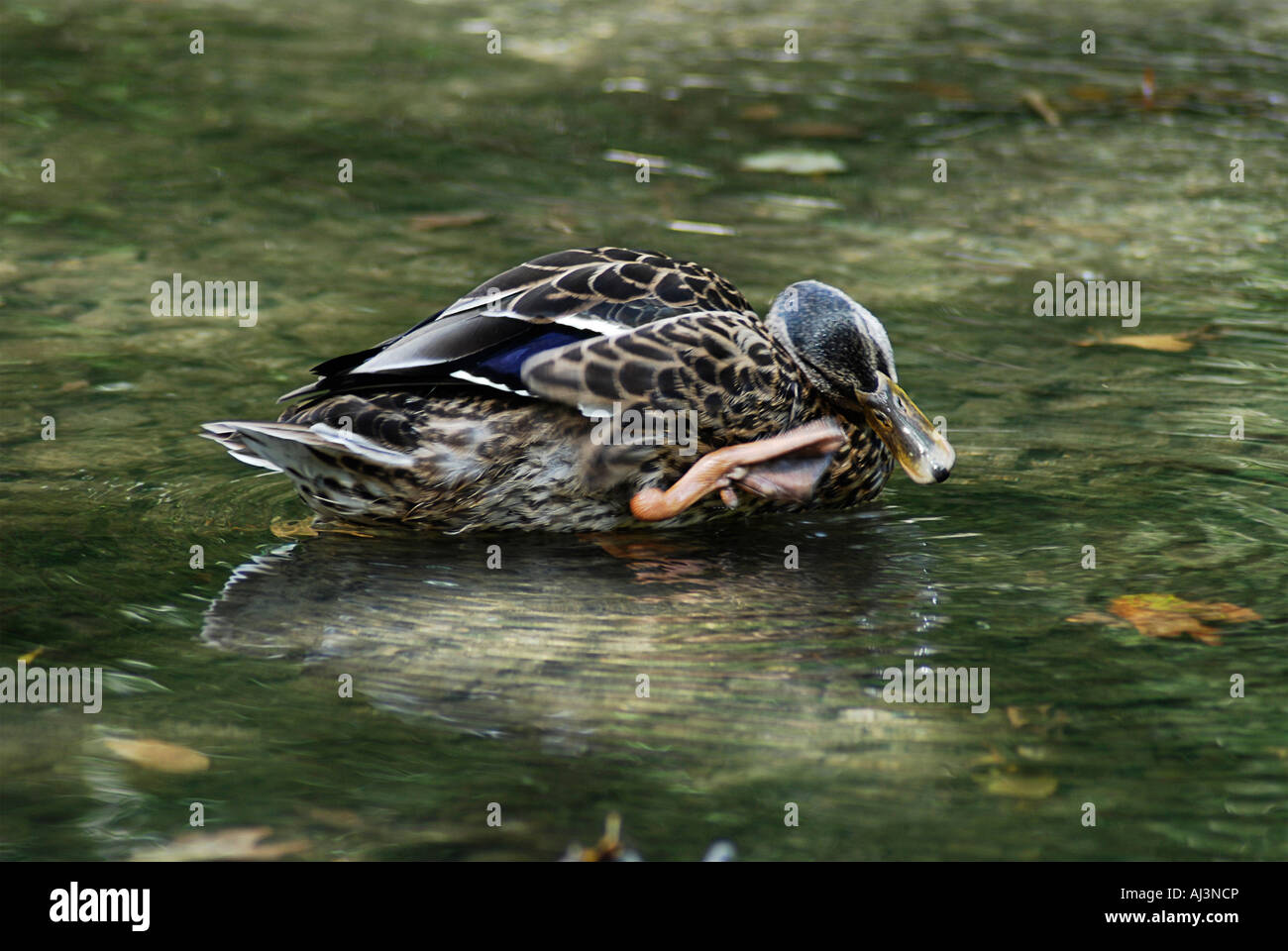 Mallard Duck scratching an itch. Stock Photo