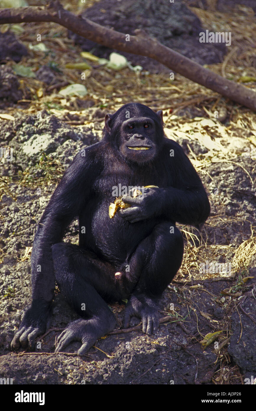 Chimpanzee Eating Banana Stock Photo - Alamy