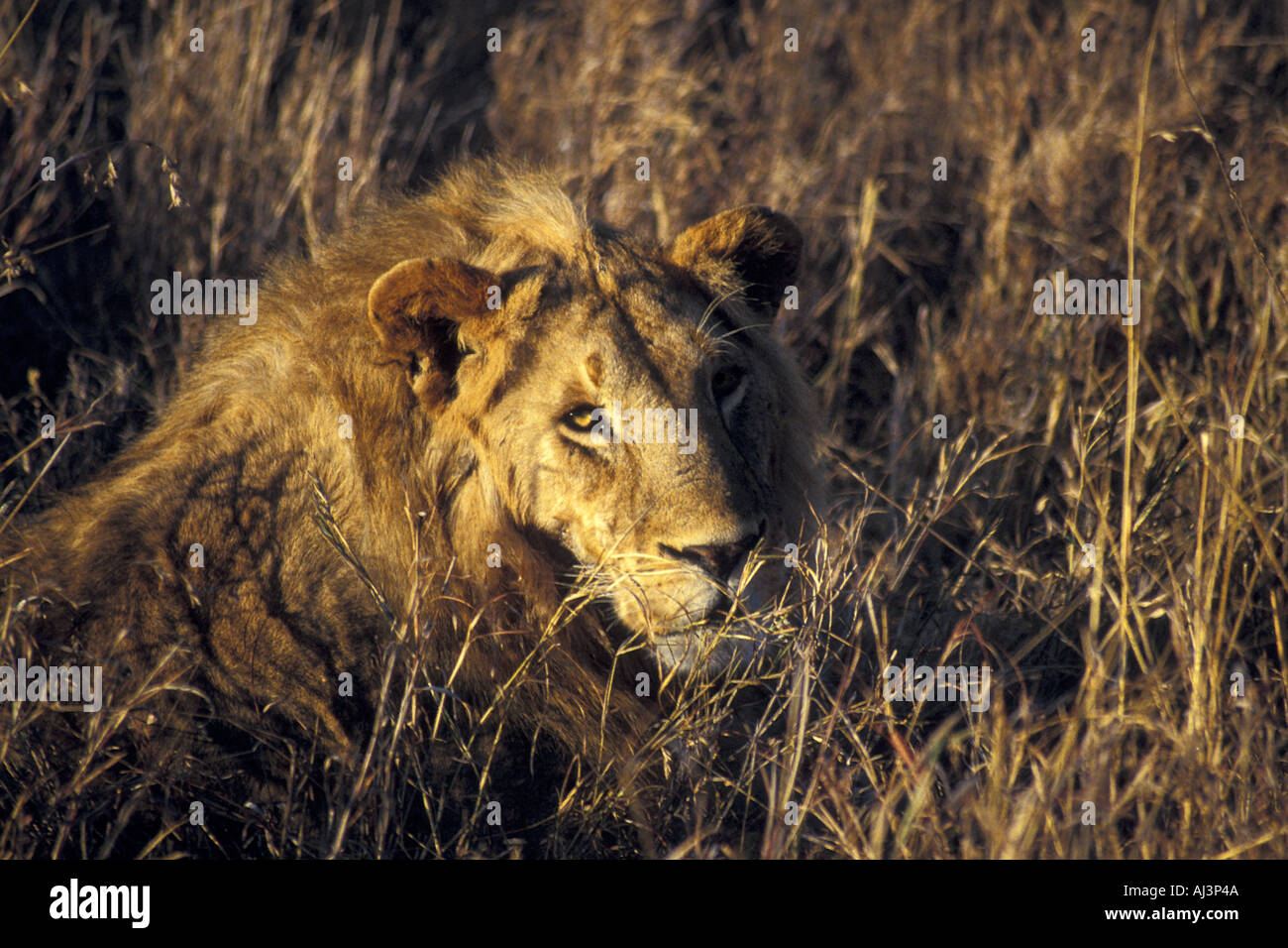 Lion Watching Stock Photo