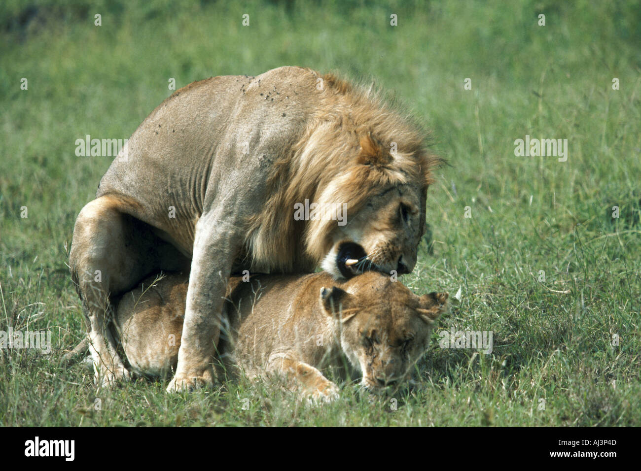 Lions in East Africa in Mating Season Stock Photo
