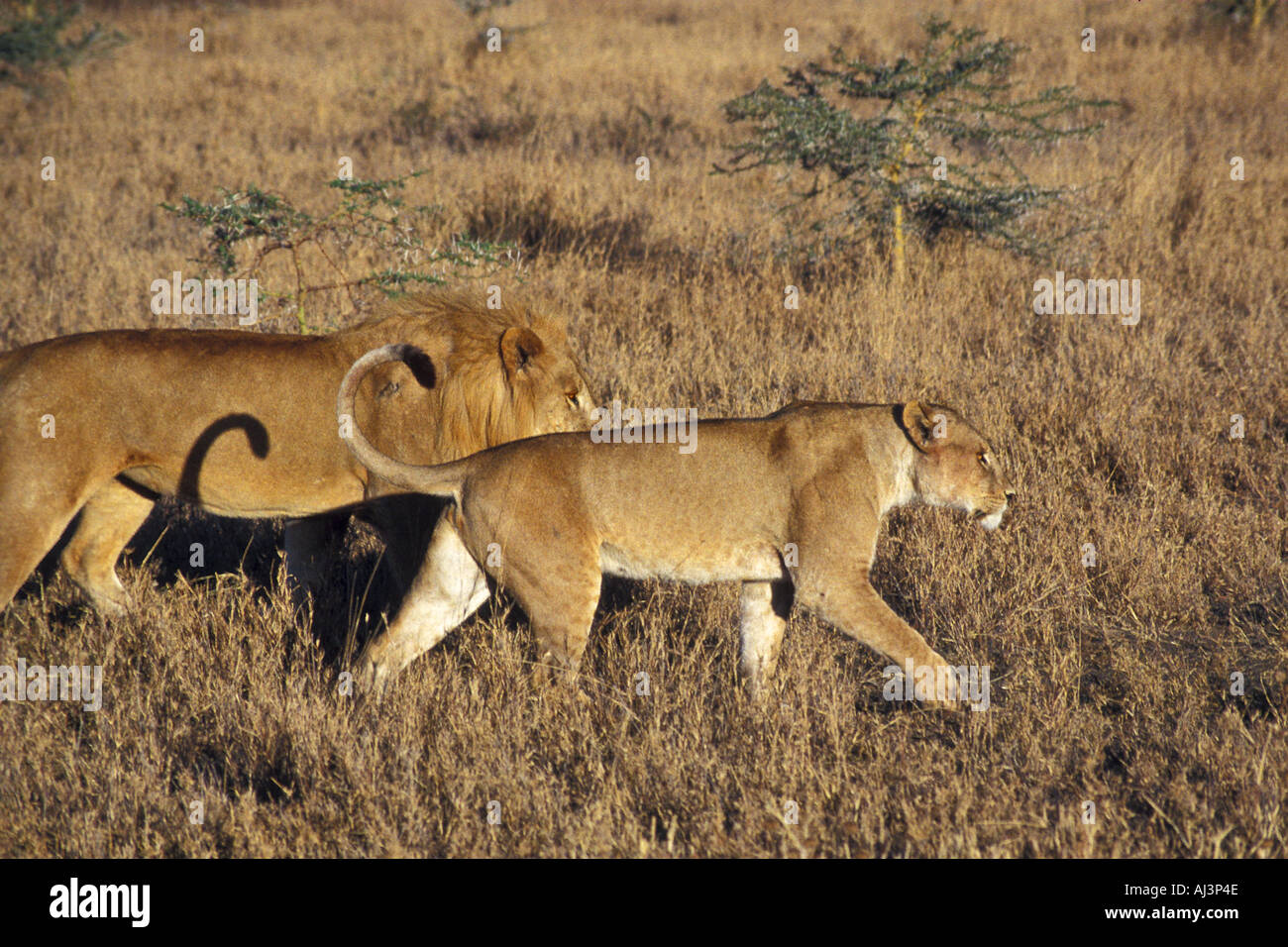 Lions in East Africa in Mating Season Stock Photo