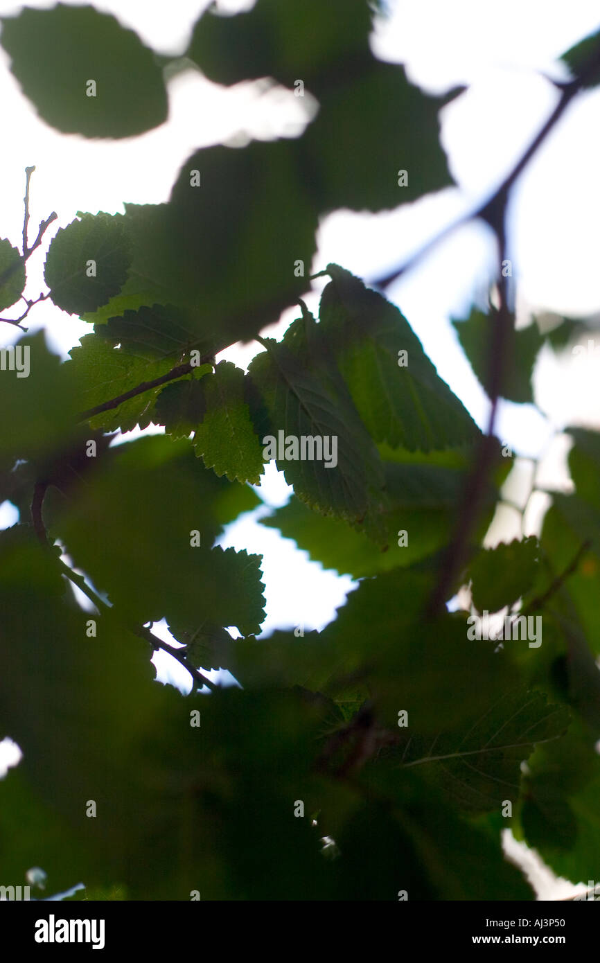 Bright leaves hi-res stock photography and images - Alamy