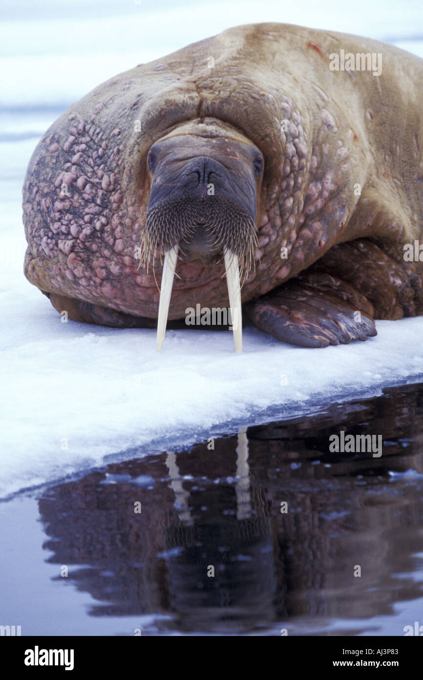 Walrus on Ice Floe Stock Photo