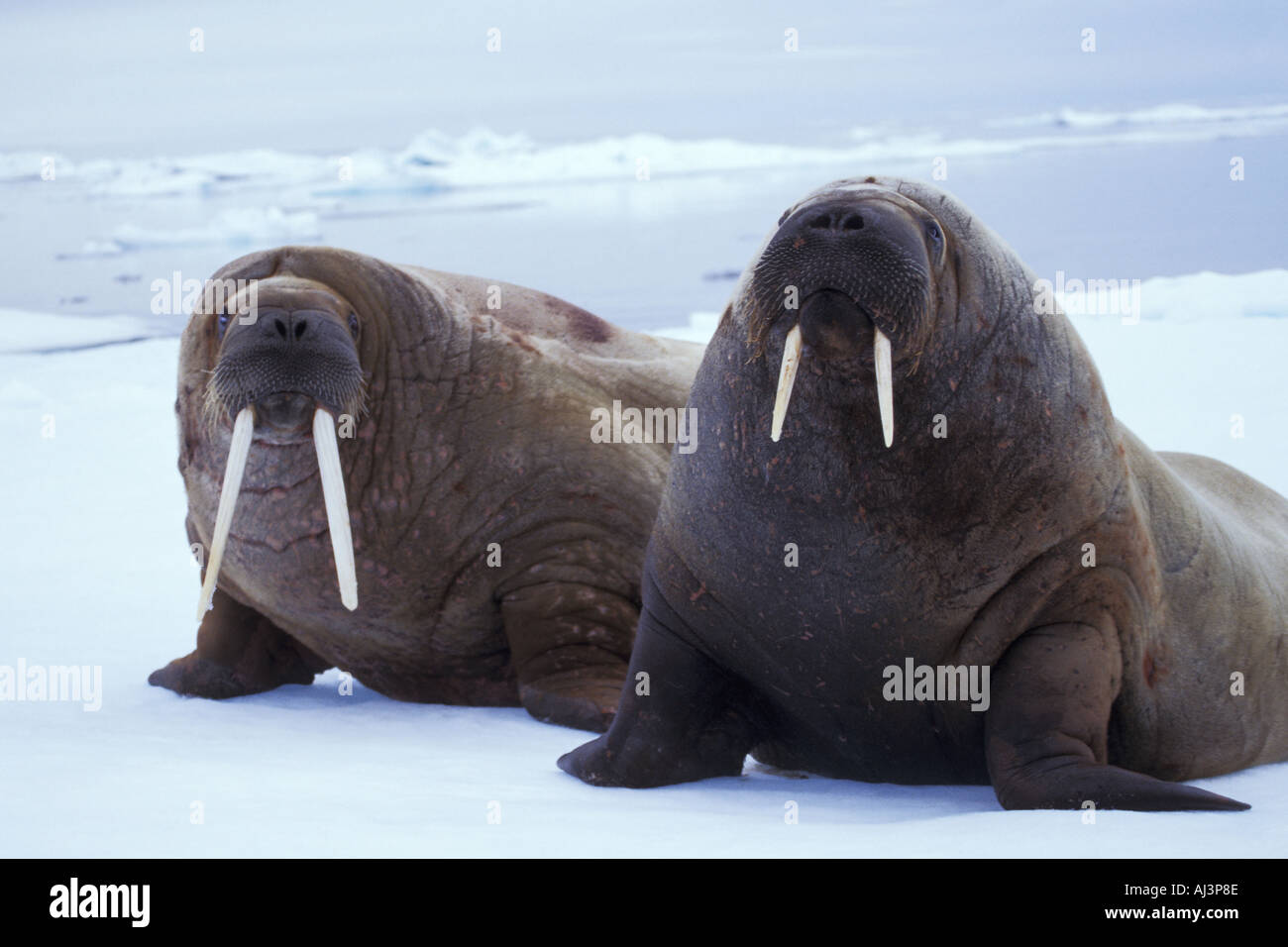 Walruses on Ice Floe Stock Photo