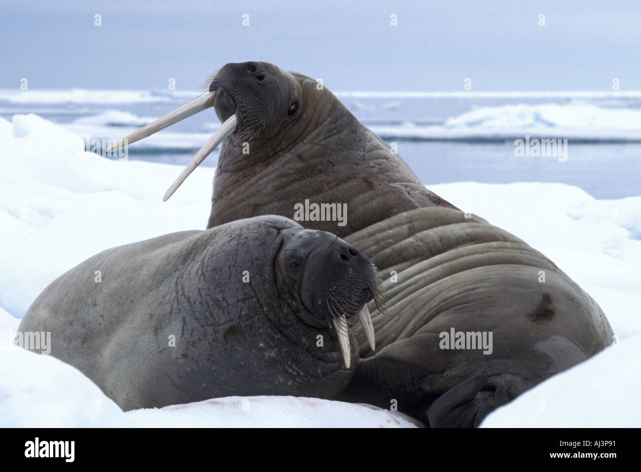 Walruses on Ice Floe Stock Photo