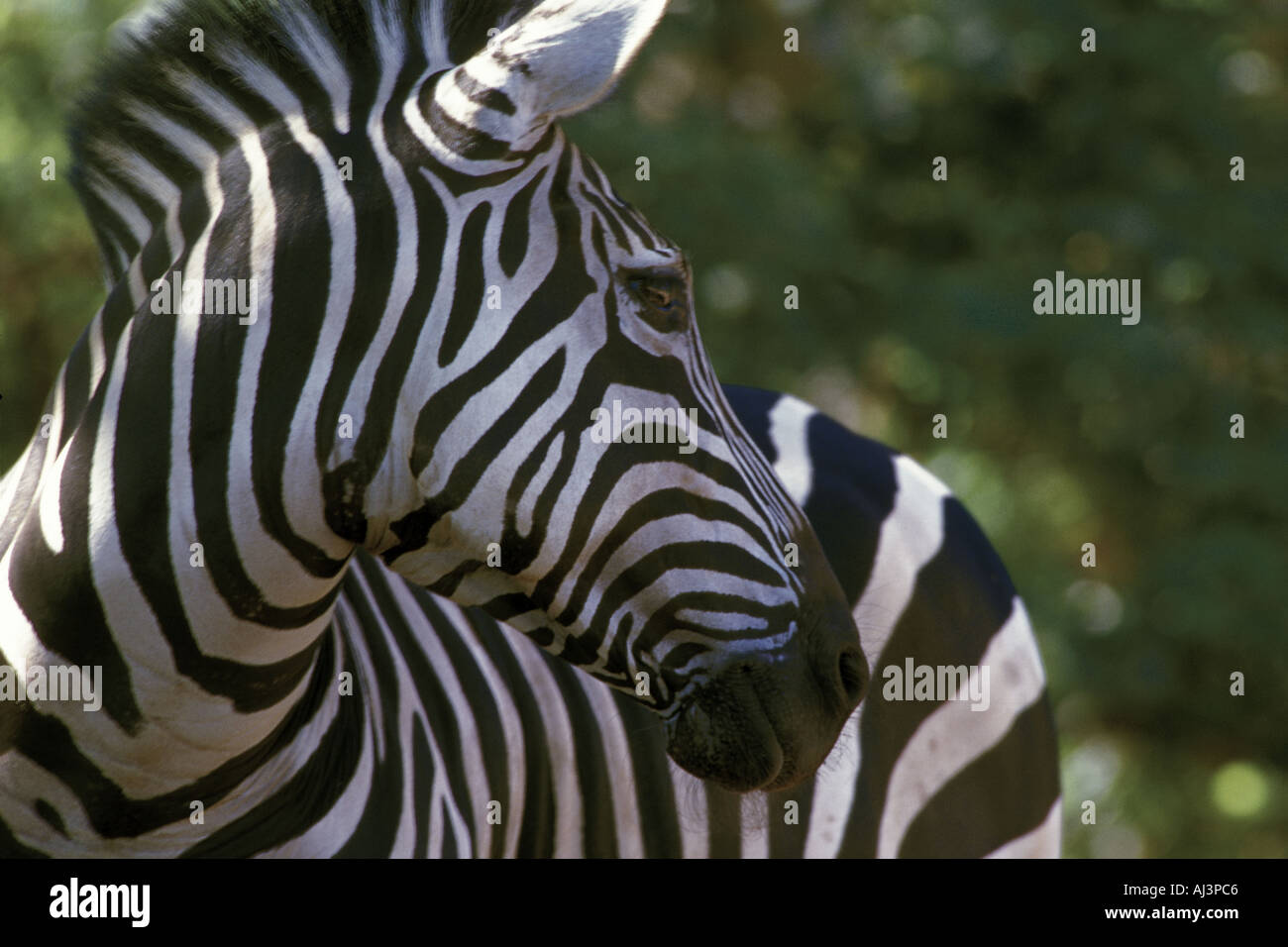 Plains Zebra Equus burchelli Wild Tanzania Stock Photo