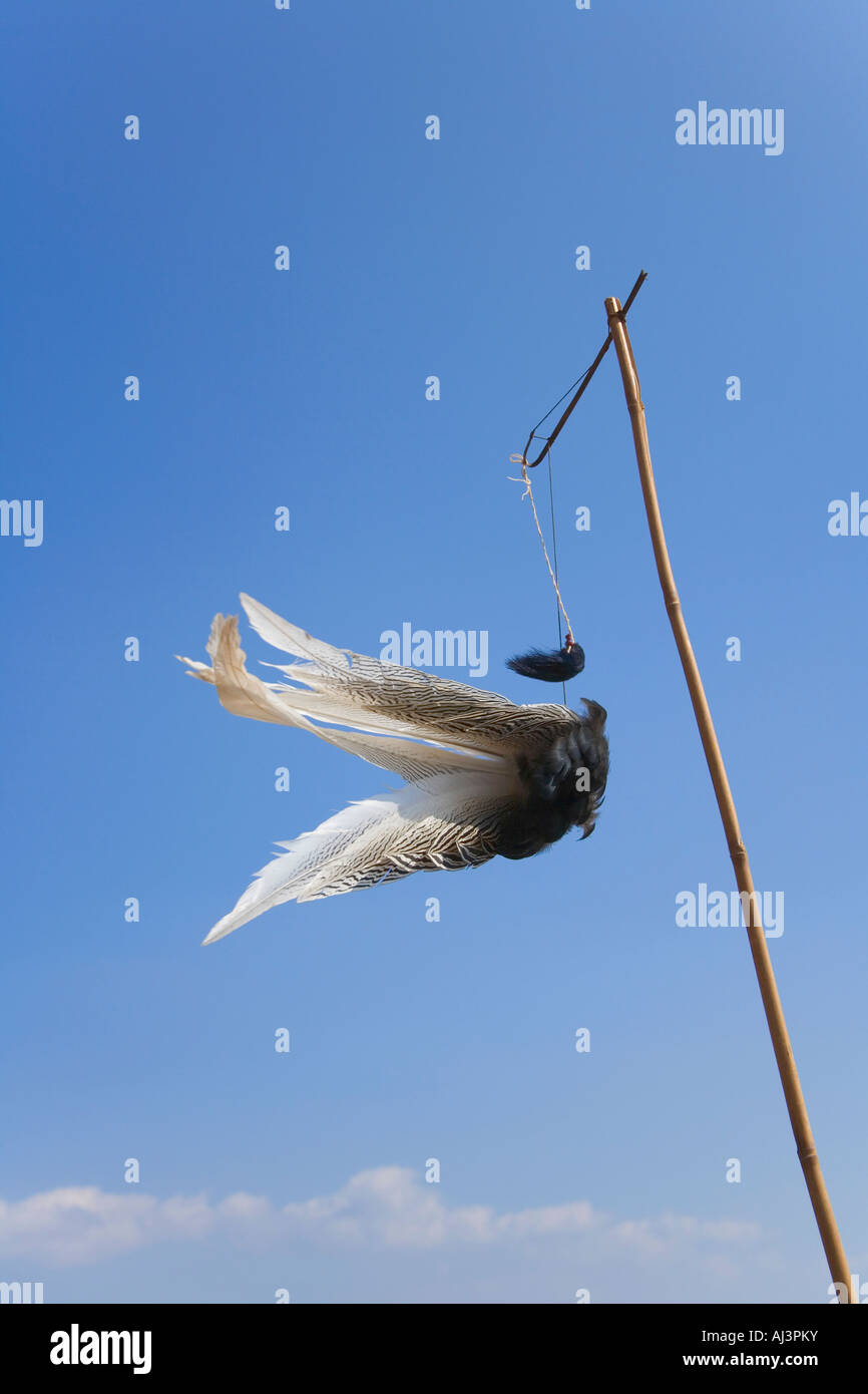 Good luck feather hires stock photography and images Alamy