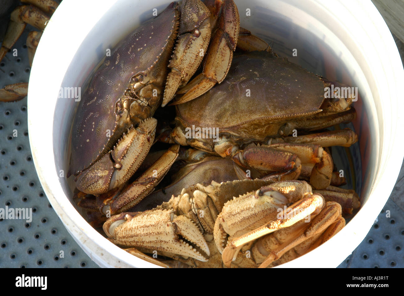 A bucket of fresh Dungeness crab (Cancer magister) caught in Glacier Bay AK, USA Stock Photo Alamy