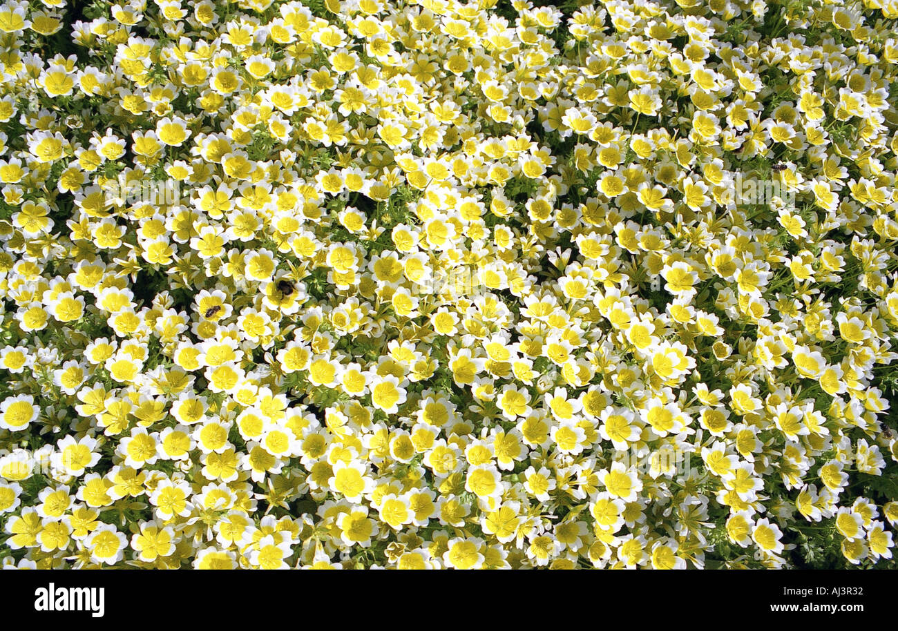 Honey bees on Limnanthes Douglasii Poached Egg plant Spring 2005 Stock Photo