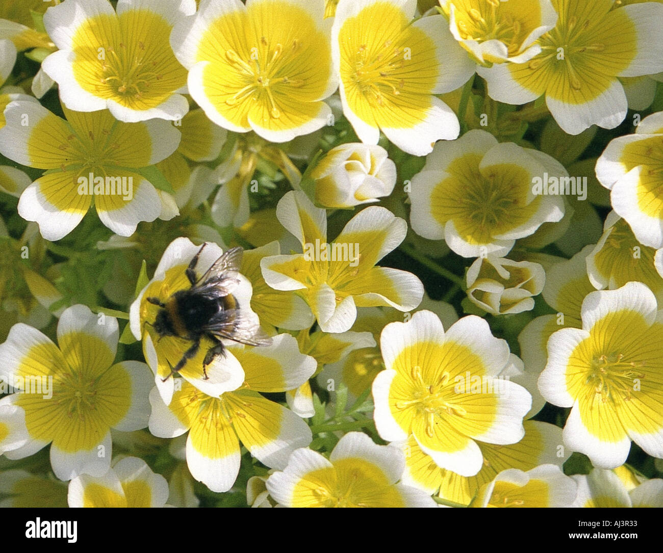 Bee on Limnanthes Douglasii Poached Egg plant Spring 2005 Stock Photo