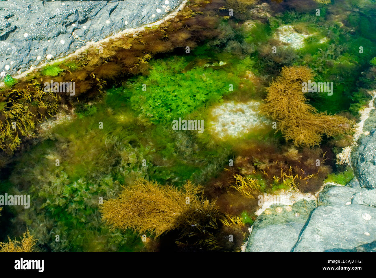 Rockpool with seaweeds, Devon, England Stock Photo Alamy