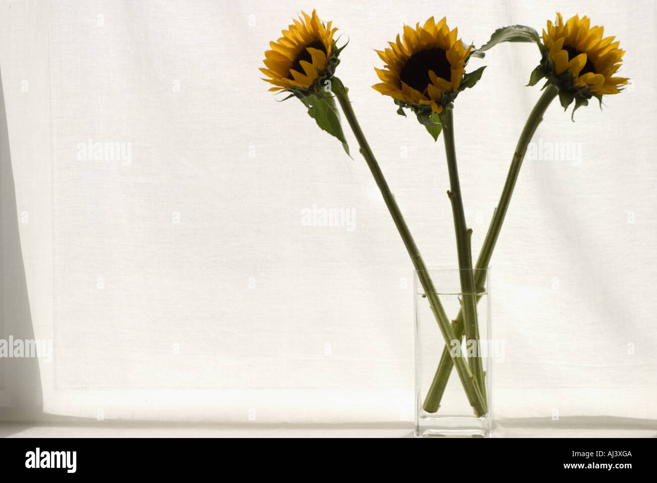 Sunflowers in a glass vase Stock Photo - Alamy