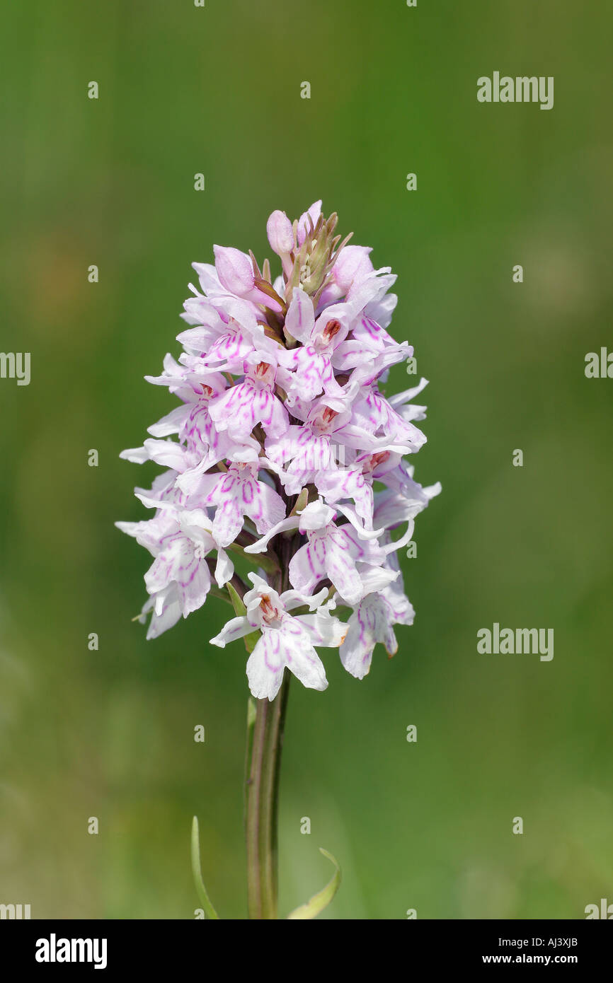 Common Spotted Orchid inflorescence Stock Photo