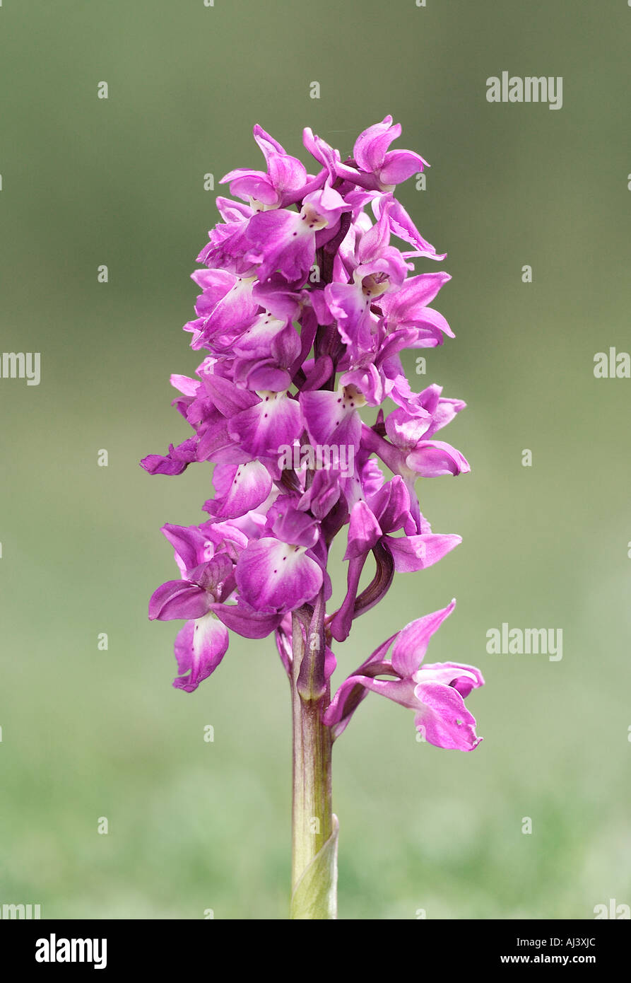 Early Purple Orchid inflorescence Stock Photo